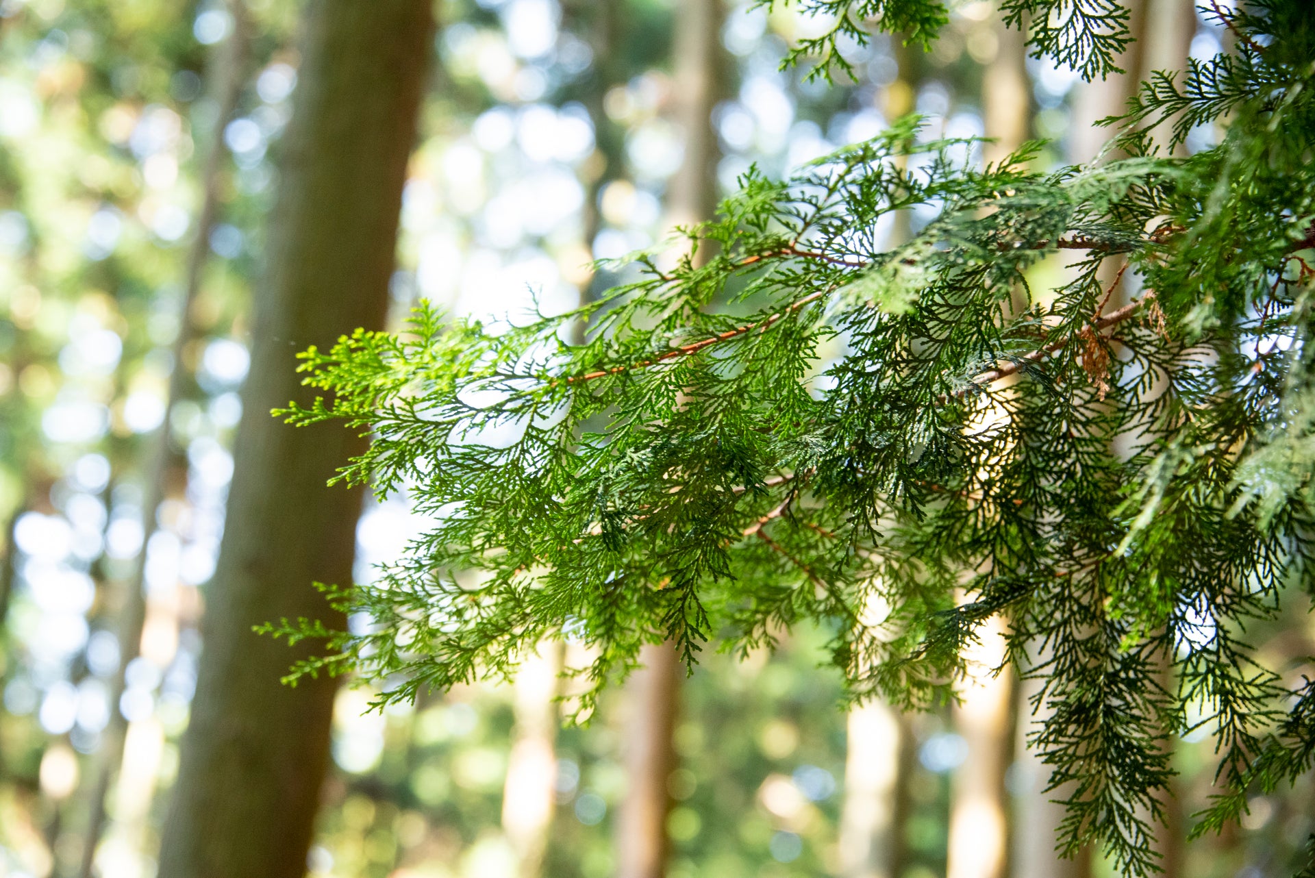年末年始休業のお知らせ