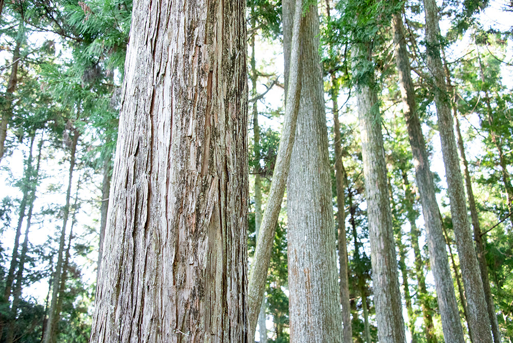 GW休業のお知らせ