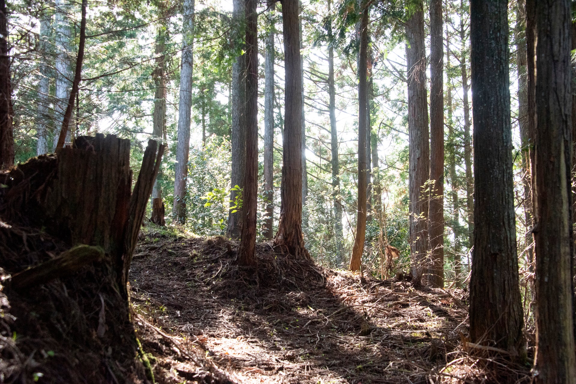 夏季休業のお知らせ